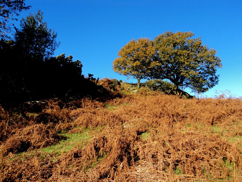 Tree on a Hillside