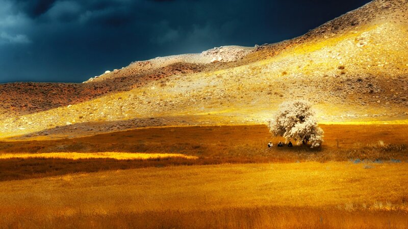 Tree on a Hillside — Yellow