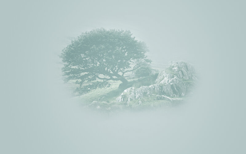 Tree on a misty hill