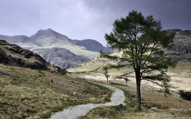 Tree on a Mountain Path