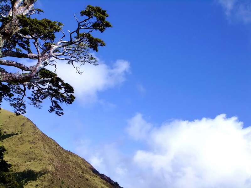 Tree on a mountain slope