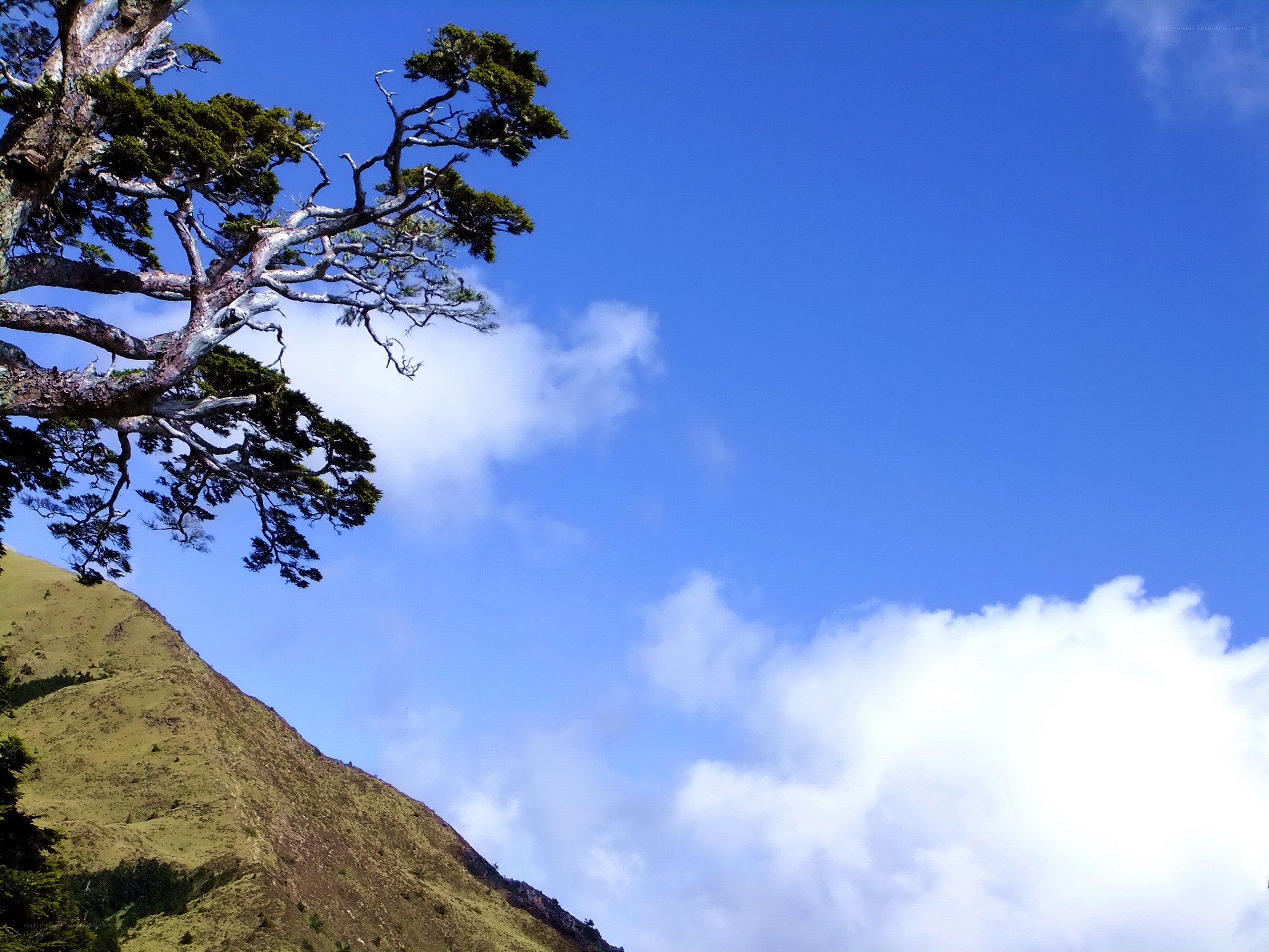 Tree on a mountain slope