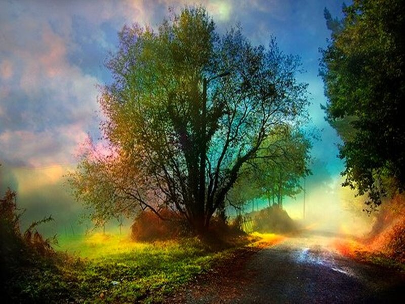 Tree on a Road