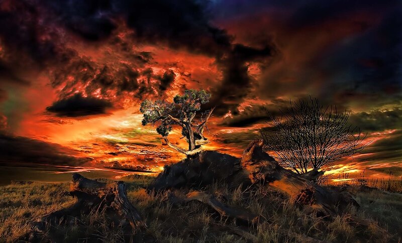 Tree on a Rock Formation