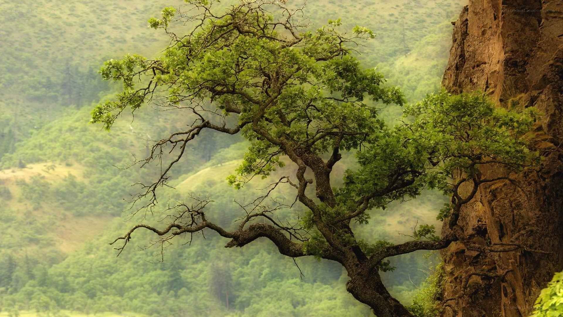 tree on a rocky cliff
