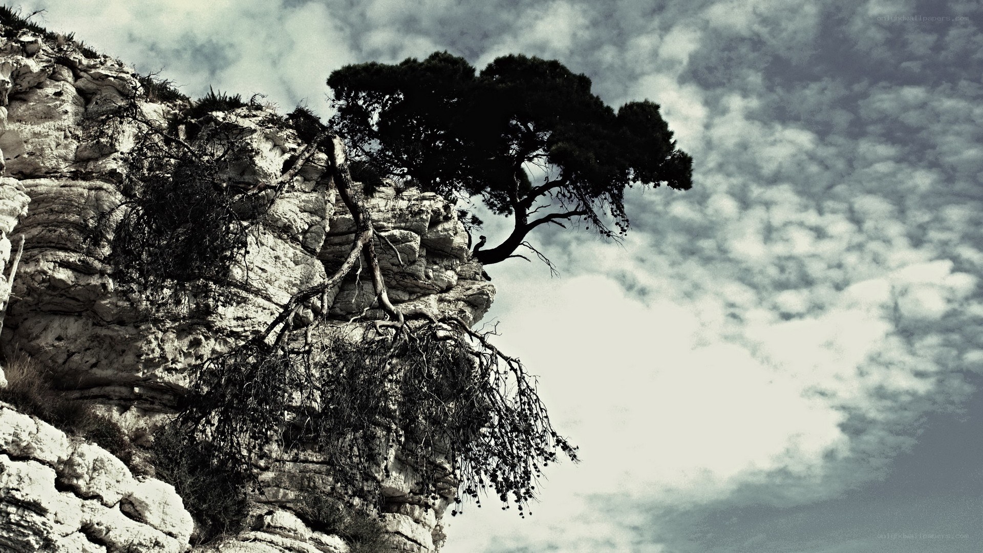 Tree on a rocky cliff