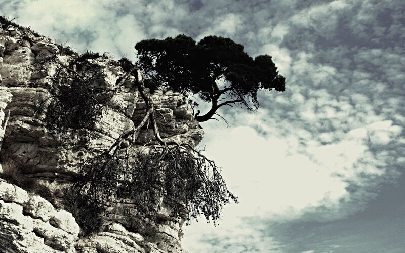 Tree on a rocky cliff
