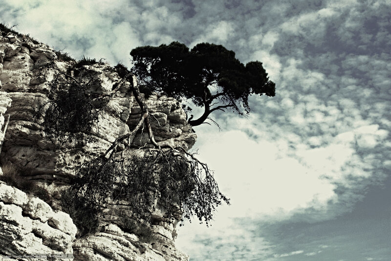 Tree on a rocky cliff