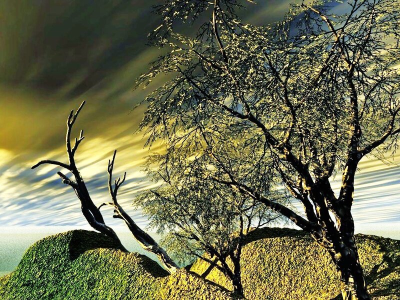 Tree on a rocky hillside