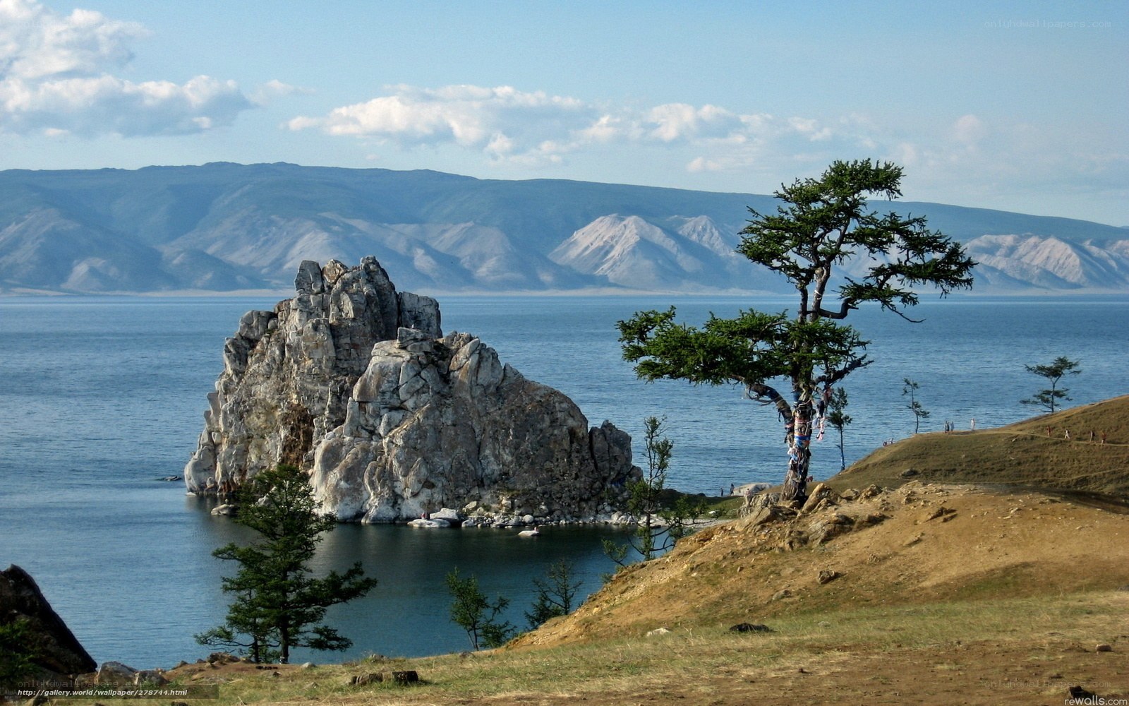 Tree on a rocky island