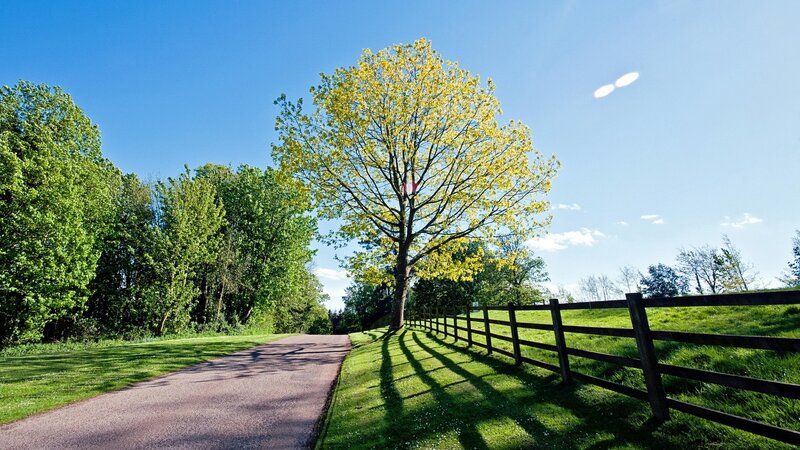 Tree on a Rural Path