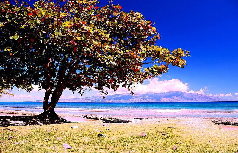 Tree on a tropical beach