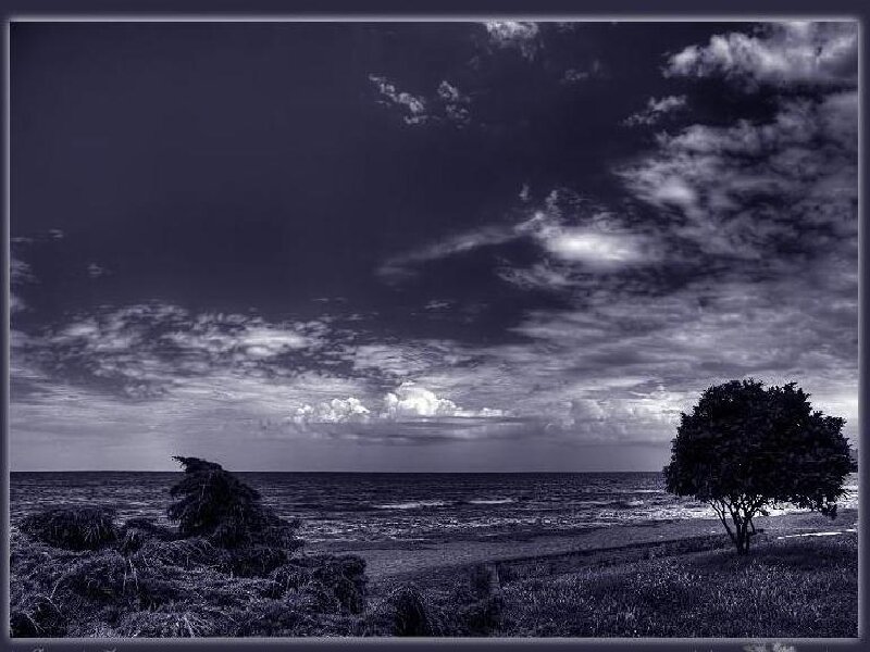Tree on Beach at Dusk