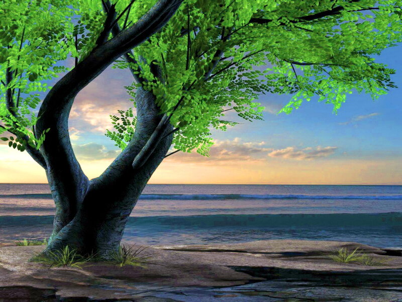 Tree on Beach at Sunset — Green