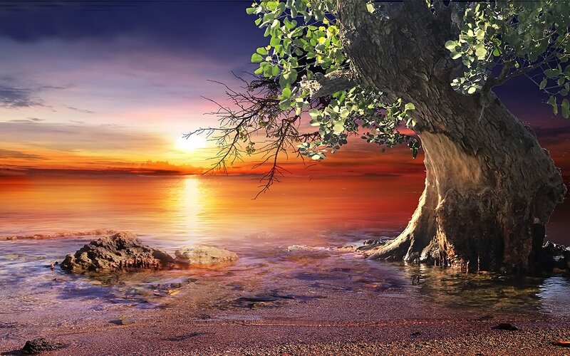 Tree on Beach at Sunset — Orange, Serene