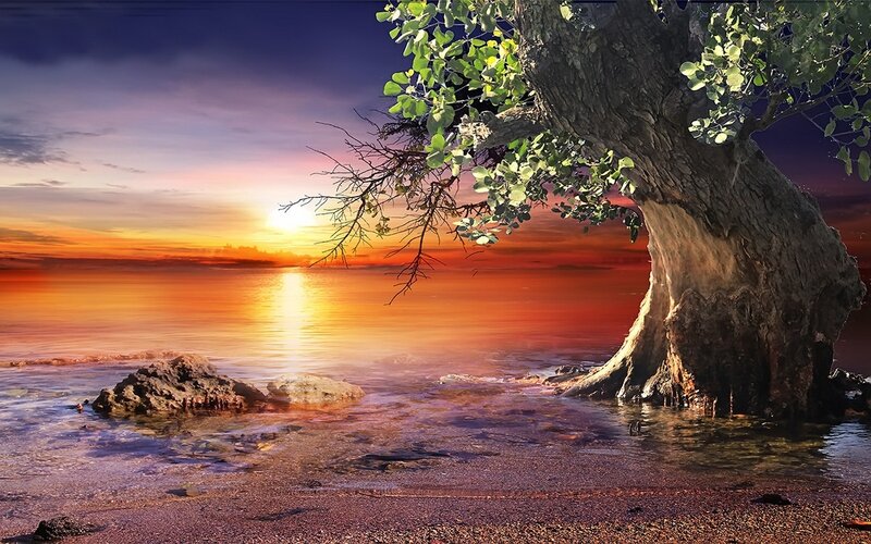 Tree on Beach at Sunset — Orange