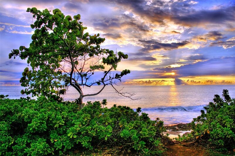 Tree on Beach at Sunset