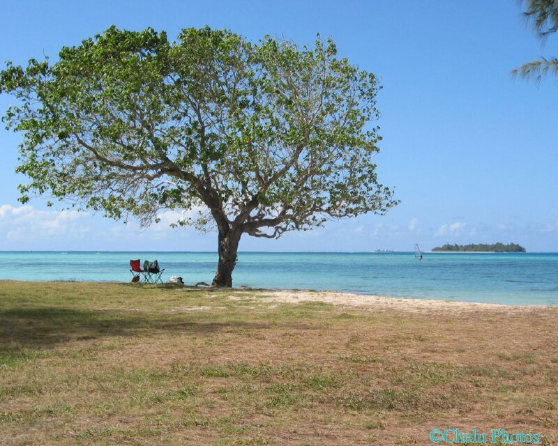 Tree on Beach — Blue, Serene