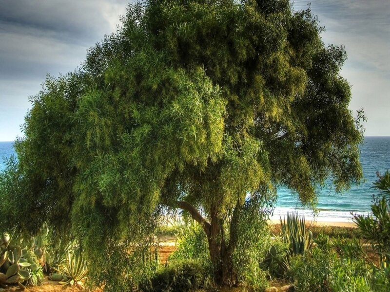 Tree on Beach — Green, Serene, Afternoon, Photograph, Ocean, Sky
