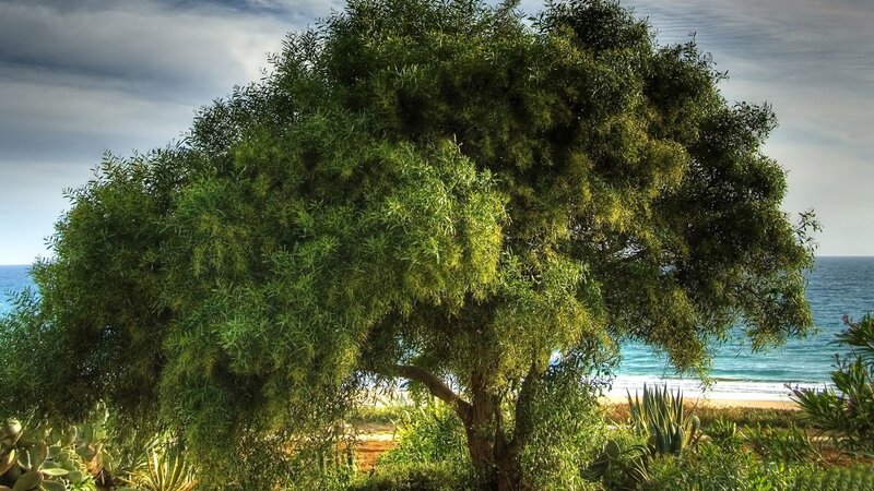 Tree on Beach — Green, Serene