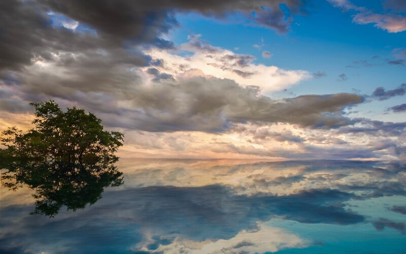 Tree on Calm Water