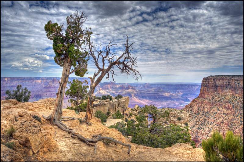 Tree on Canyon Edge — Brown