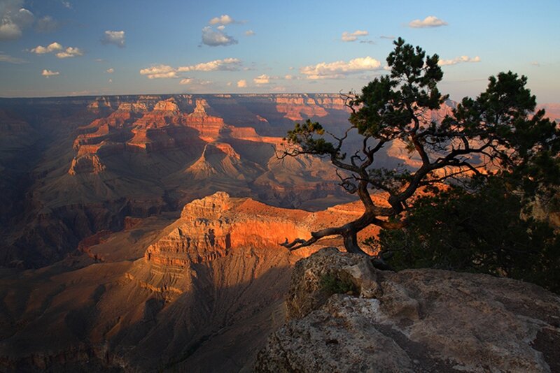 Tree on Canyon Edge — Orange