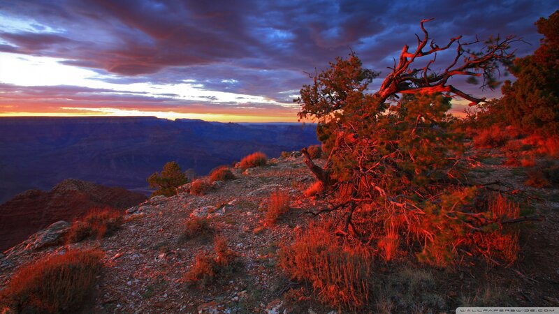 Tree on Canyon Rim