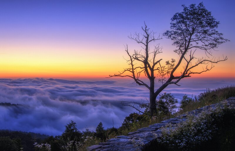 Tree on Cliff Edge — Blue, Serene