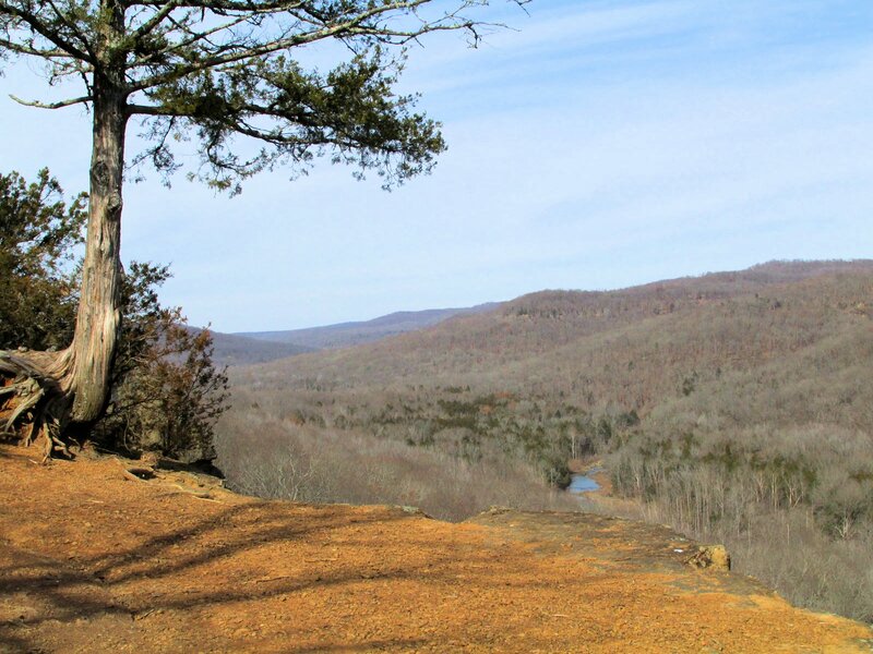 Tree on Cliff Edge — Brown