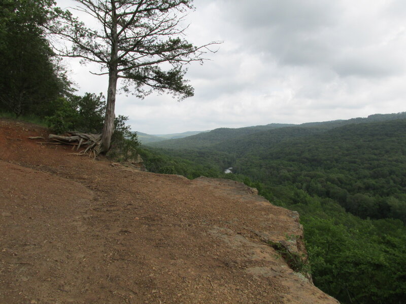 Tree on Cliff Edge — Green