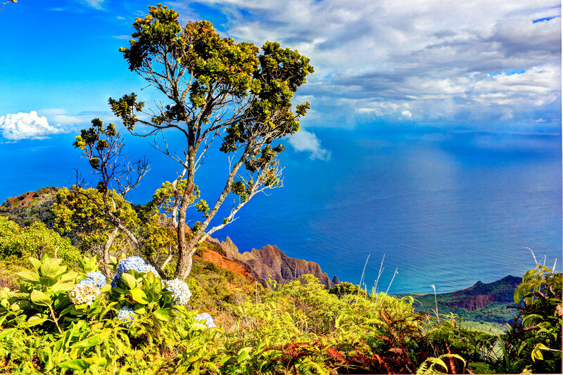 Tree on Coastal Cliff