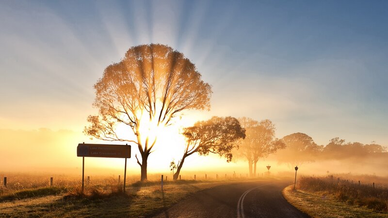 Tree on Country Road — Gold, Serene