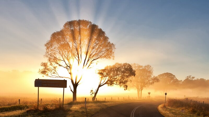 Tree on Country Road — Gold