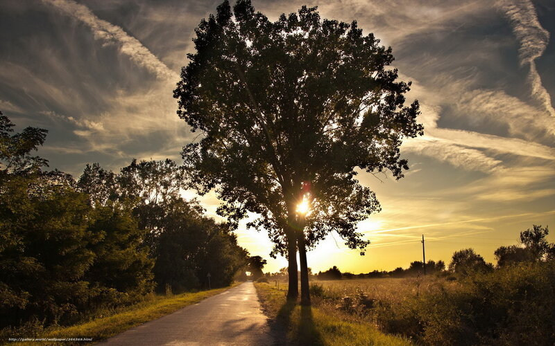 Tree on Country Road — Yellow