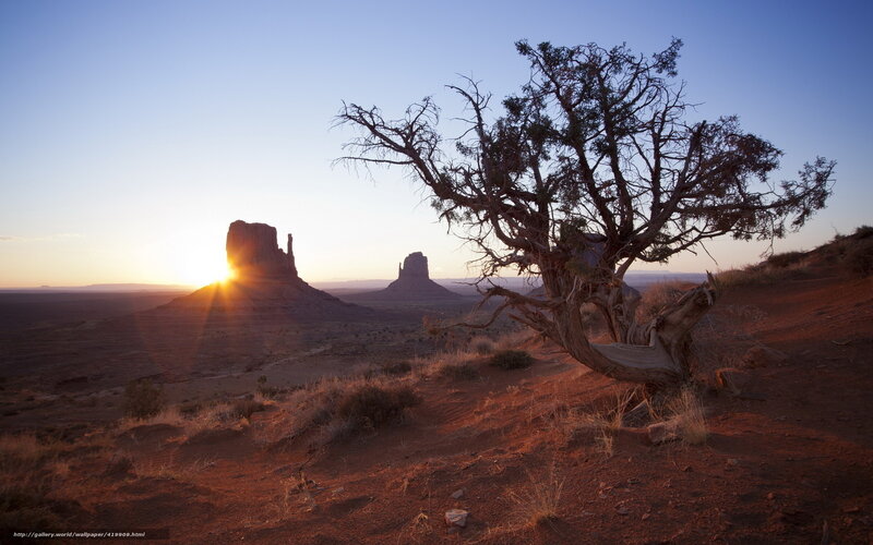 Tree on Desert Hill
