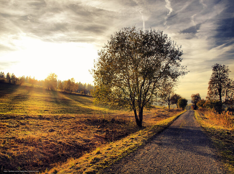 Tree on Dirt Path