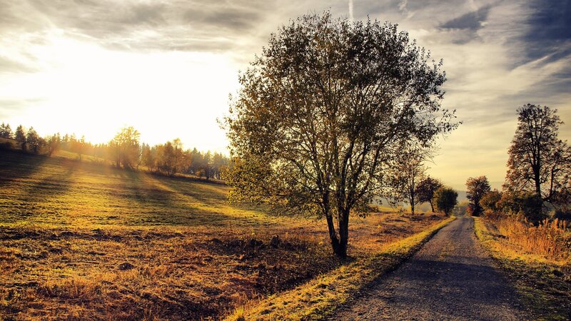 Tree on Dirt Path — Yellow