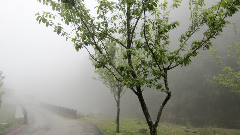 Tree on Foggy Road