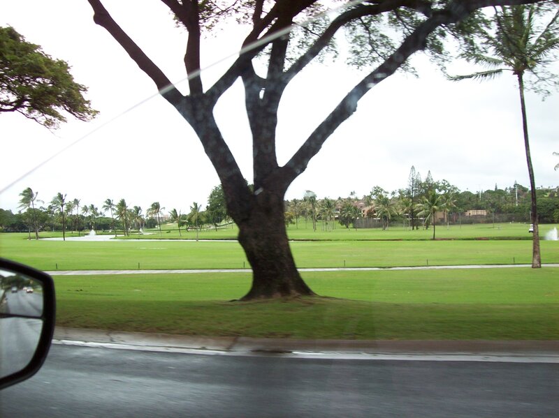 Tree on Golf Course