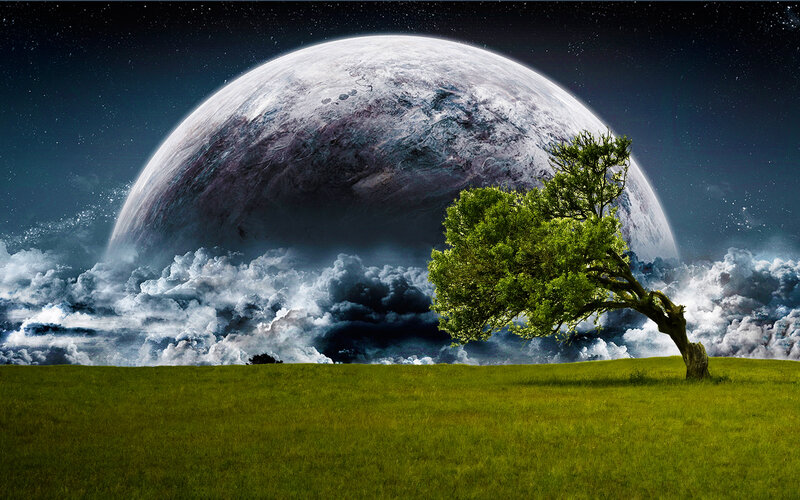 Tree on Grassy Field