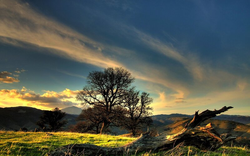 Tree on Grassy Hill — Blue, Dramatic