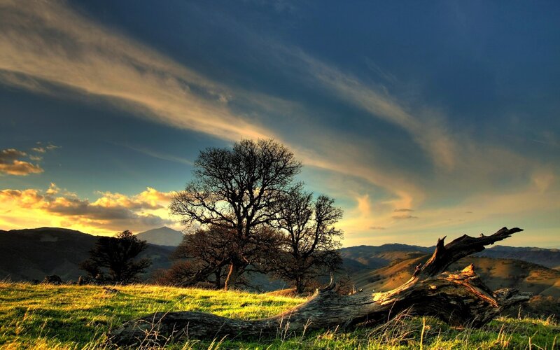 Tree on Grassy Hill — Green, Dramatic, Sunset, Photograph, Mountains, Fallen Log