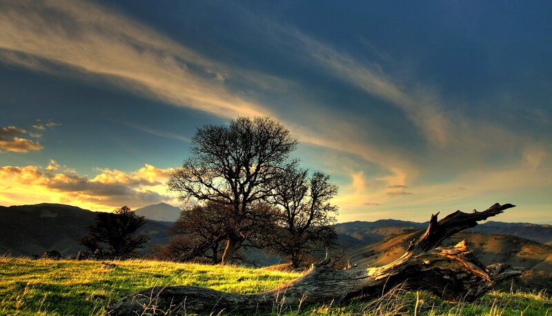 Tree on Grassy Hill — Green, Dramatic, Sunset, Photograph