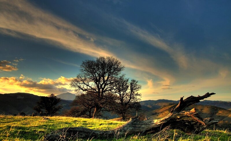 Tree on Grassy Hill — Green, Dramatic