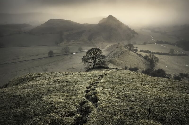 Tree on Grassy Hill — Green, Misty