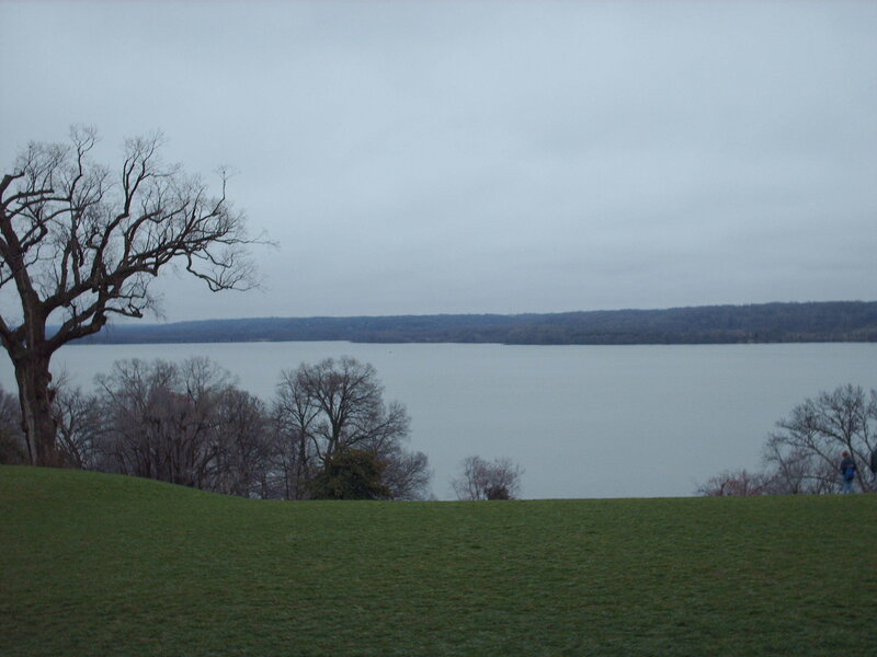 Tree on Grassy Hill — Green, Overcast