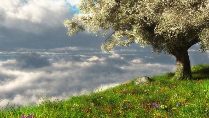 Tree on Grassy Hill — Green, Serene, Afternoon, Digital Art