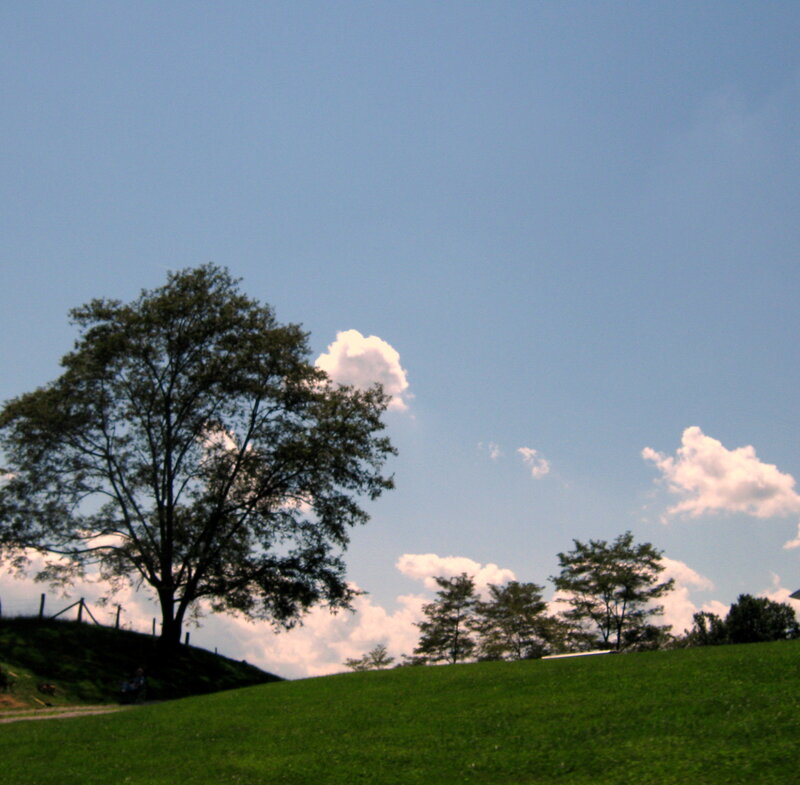 Tree on Grassy Hill — Green, Serene, Afternoon, Photograph, Clouds