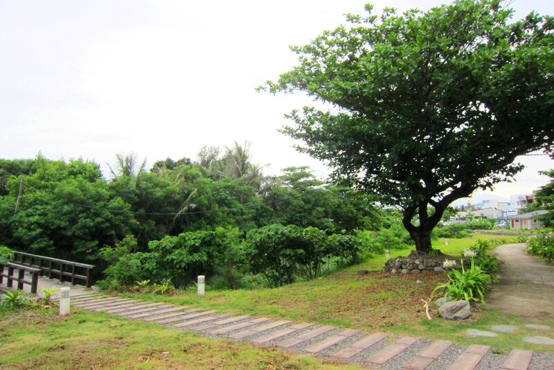 Tree on Grassy Hill — Green, Serene, Afternoon, Photograph, Path